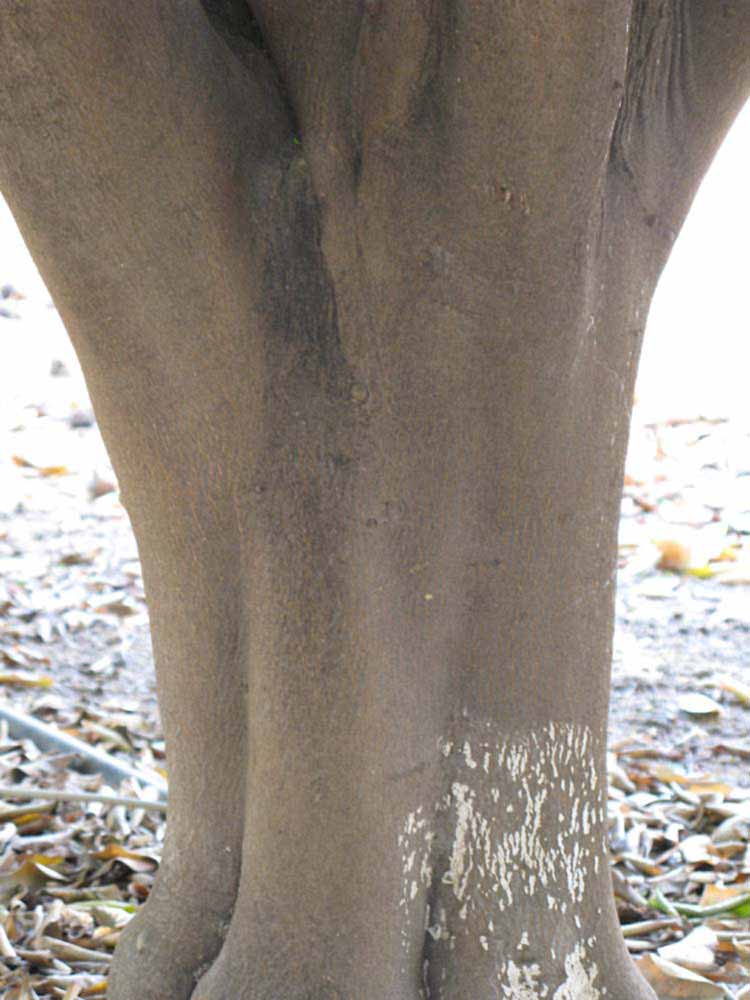              Bark (Riverside, CA)       